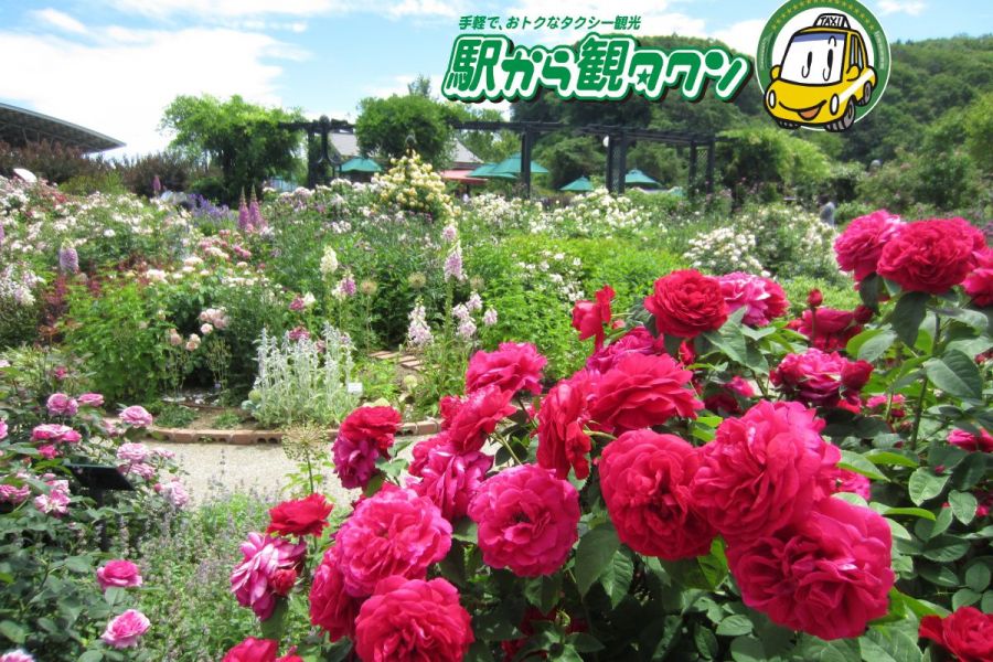 国営越後丘陵公園　日本で唯一の香りのばら園