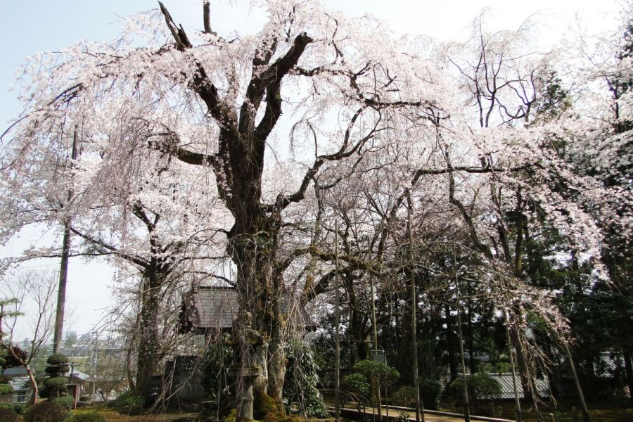 香林寺のしだれ桜