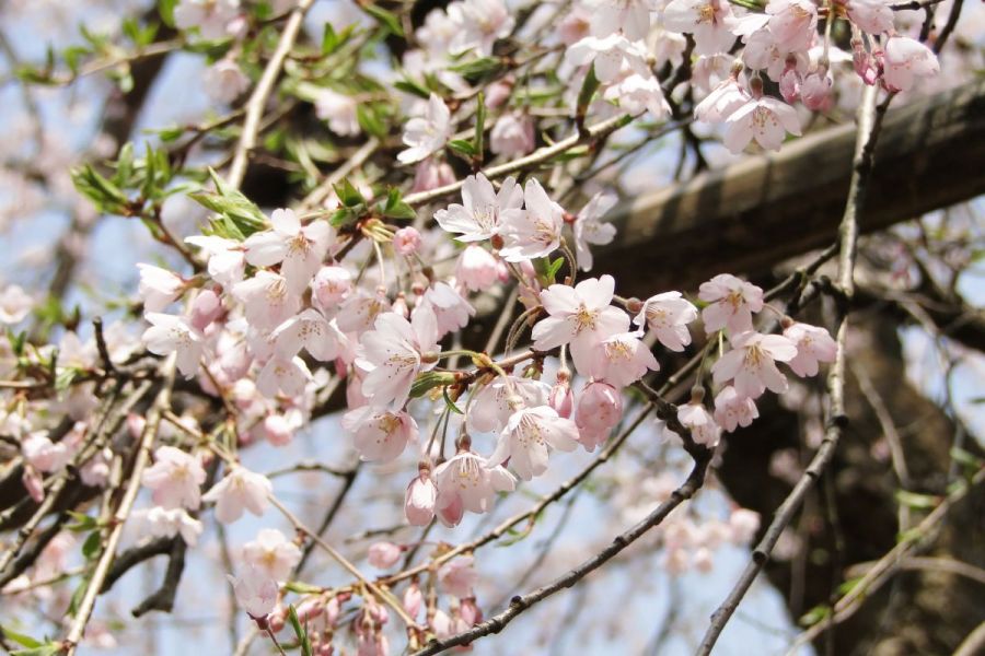 香林寺のしだれ桜 長岡の観光スポット 公式 長岡観光ナビ 新潟県長岡市の観光 旅行サイト