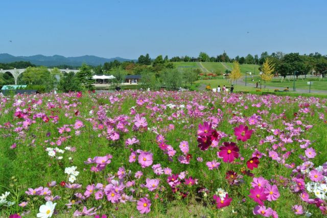 国営越後丘陵公園「コスモスまつり｣