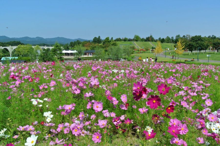 国営越後丘陵公園「コスモスまつり｣