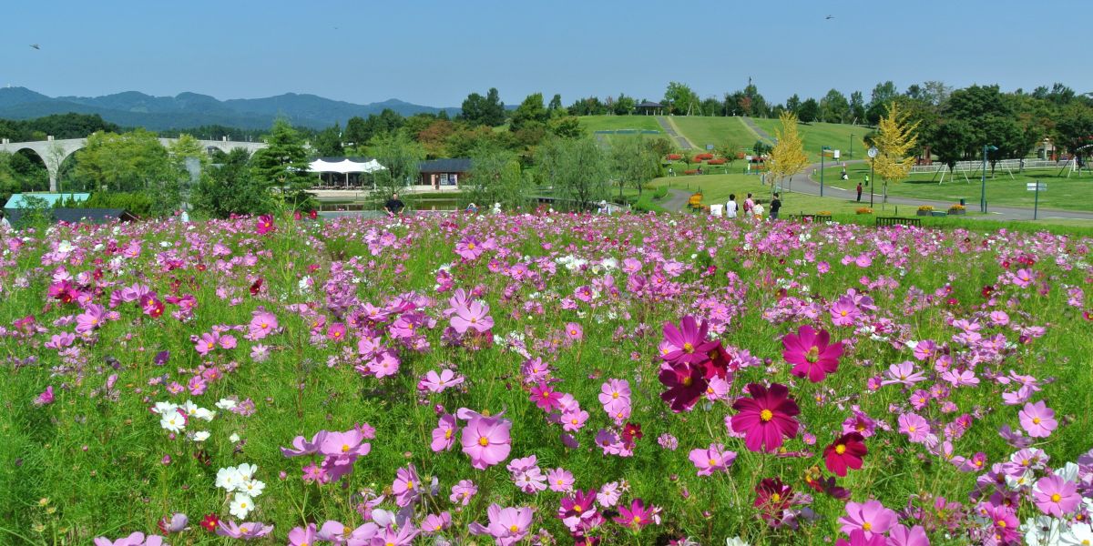 国営越後丘陵公園「コスモスまつり｣