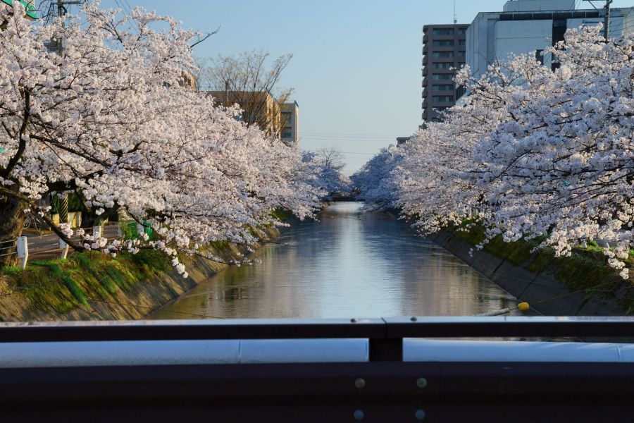 福島江観桜会　