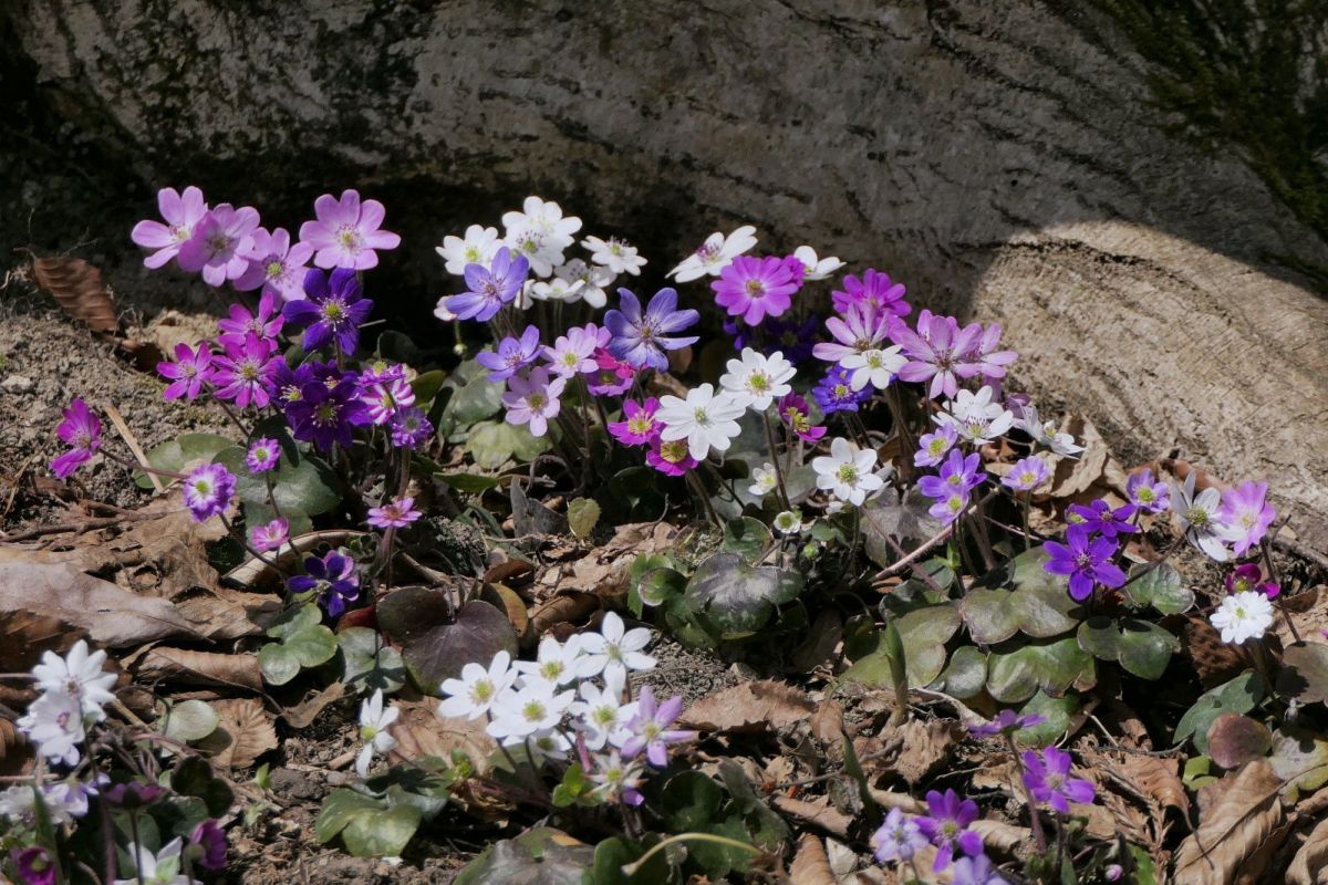 雪割草の開花状況はこちらから