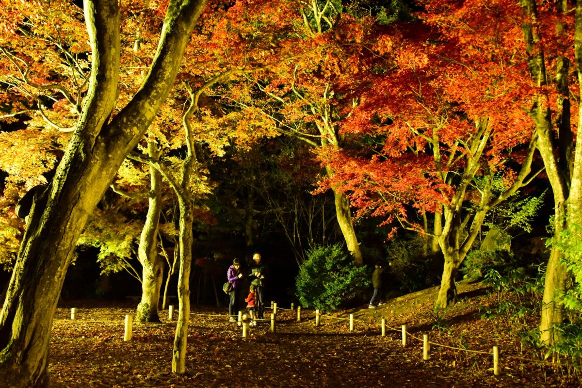 長岡で楽しむ紅葉スポット