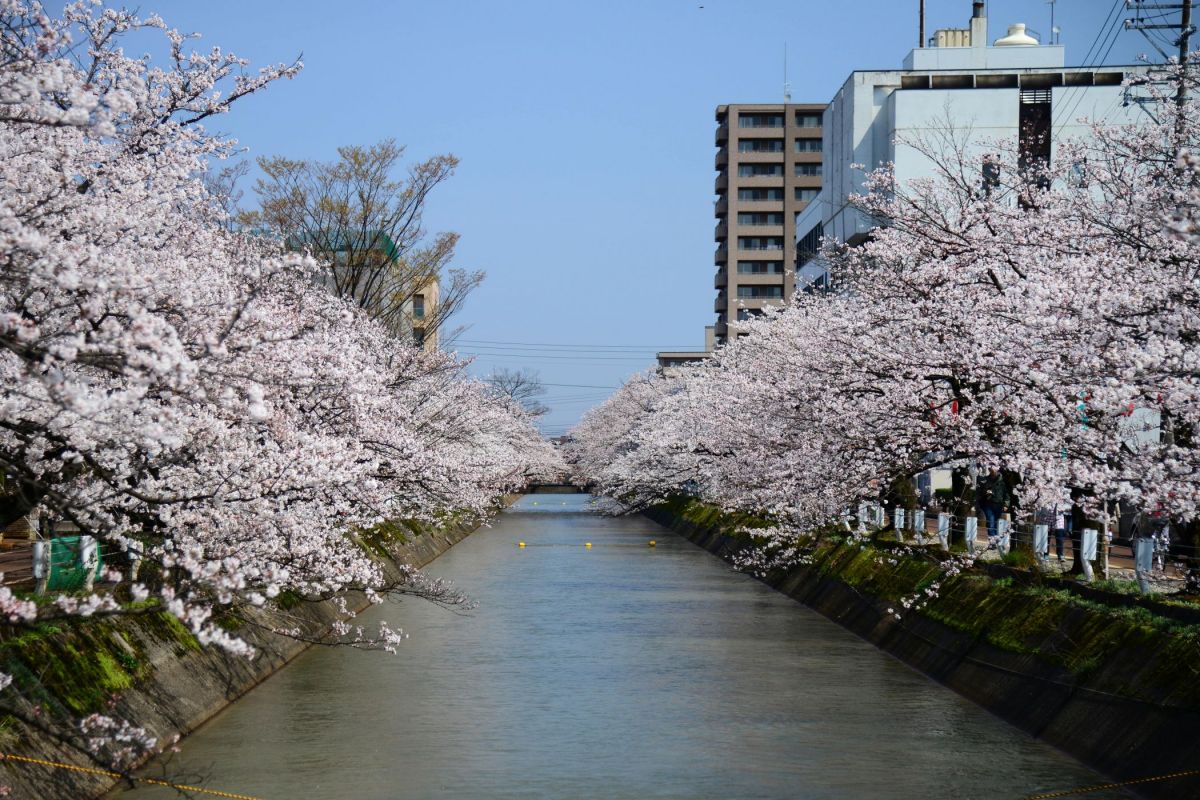 満開の桜を巡ってみよう