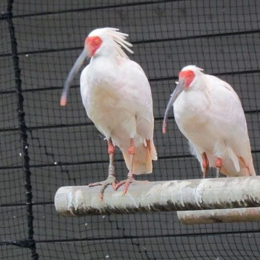 長岡市トキと自然の学習館　トキみ～て
