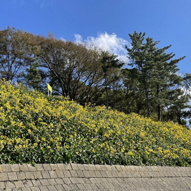 寺泊つわぶき祭