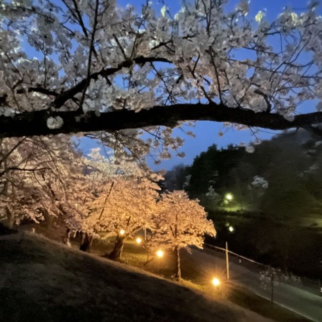 夜はライトアップも開催