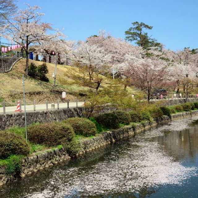 泉翠池の周辺には八重桜