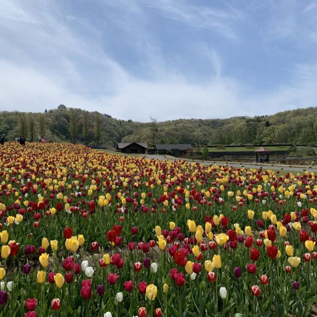 四季の花が楽しめます【チューリップ】