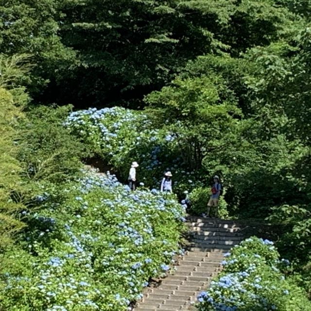 四季の花が楽しめます【アジサイ】