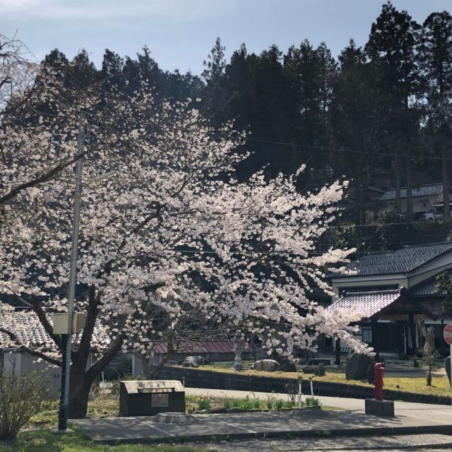 枝垂桜【4月中旬～下旬】