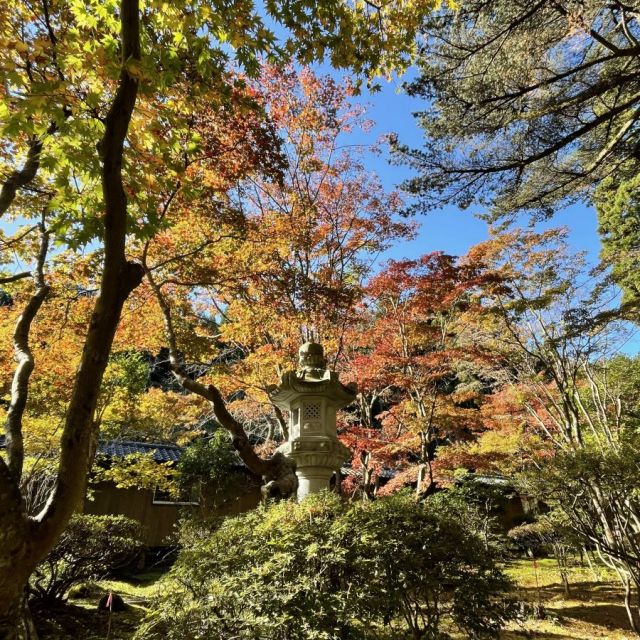 紅葉【10月下旬～11月中旬】