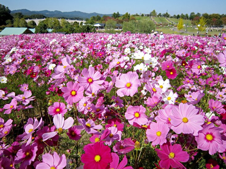 【国営越後丘陵公園】「コスモスまつり」9月21(土)～10月27日(日)開催！