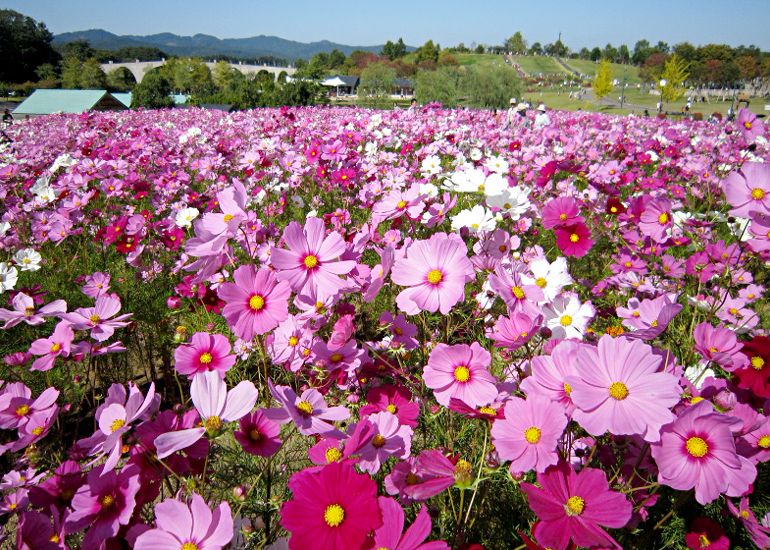 国営越後丘陵公園「コスモスまつり」【9月21(土)～10月27日(日)開催】