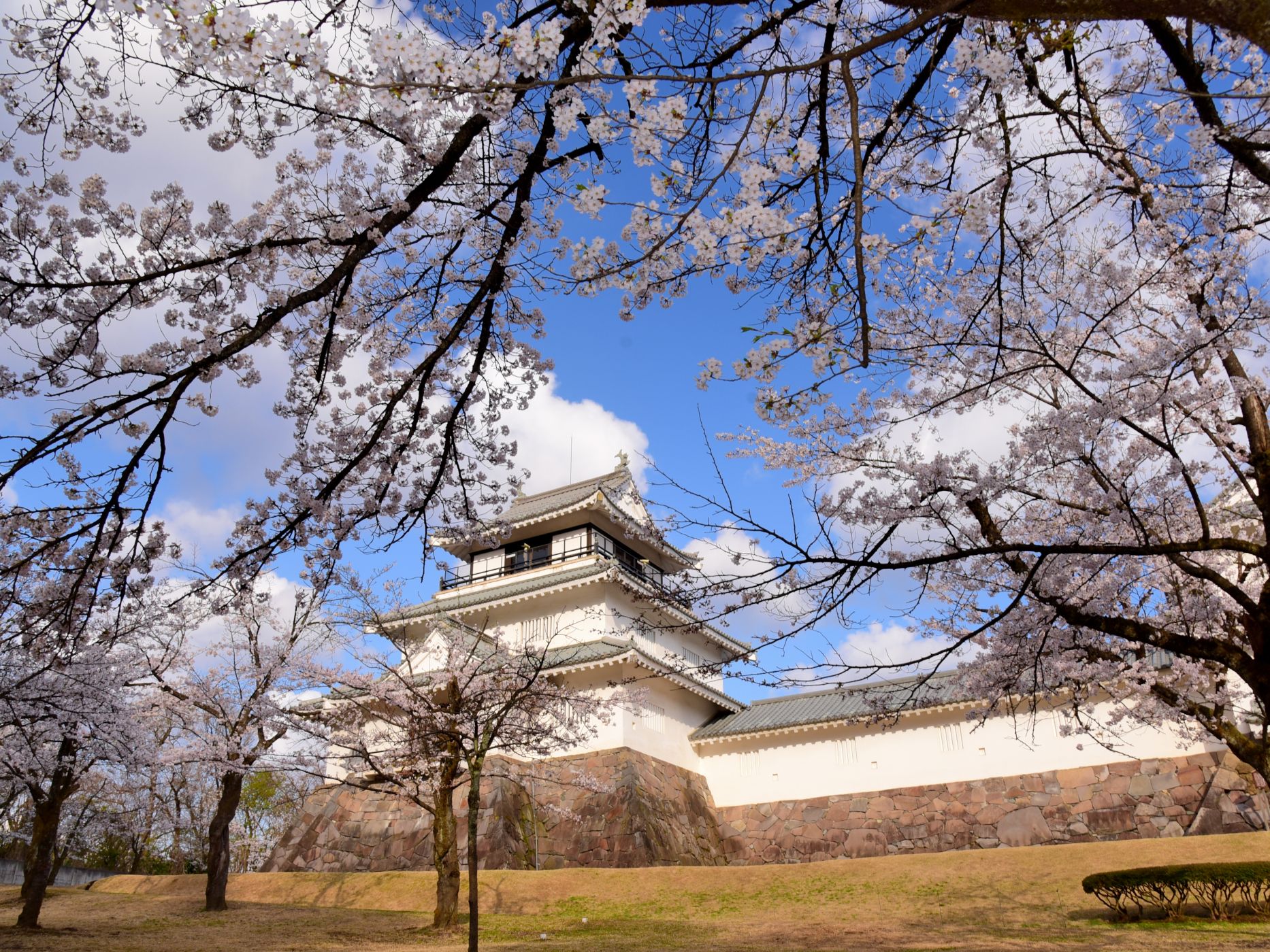 【悠久山桜まつり】　4月3日（金）～5月6日(水・祝)まで開催！