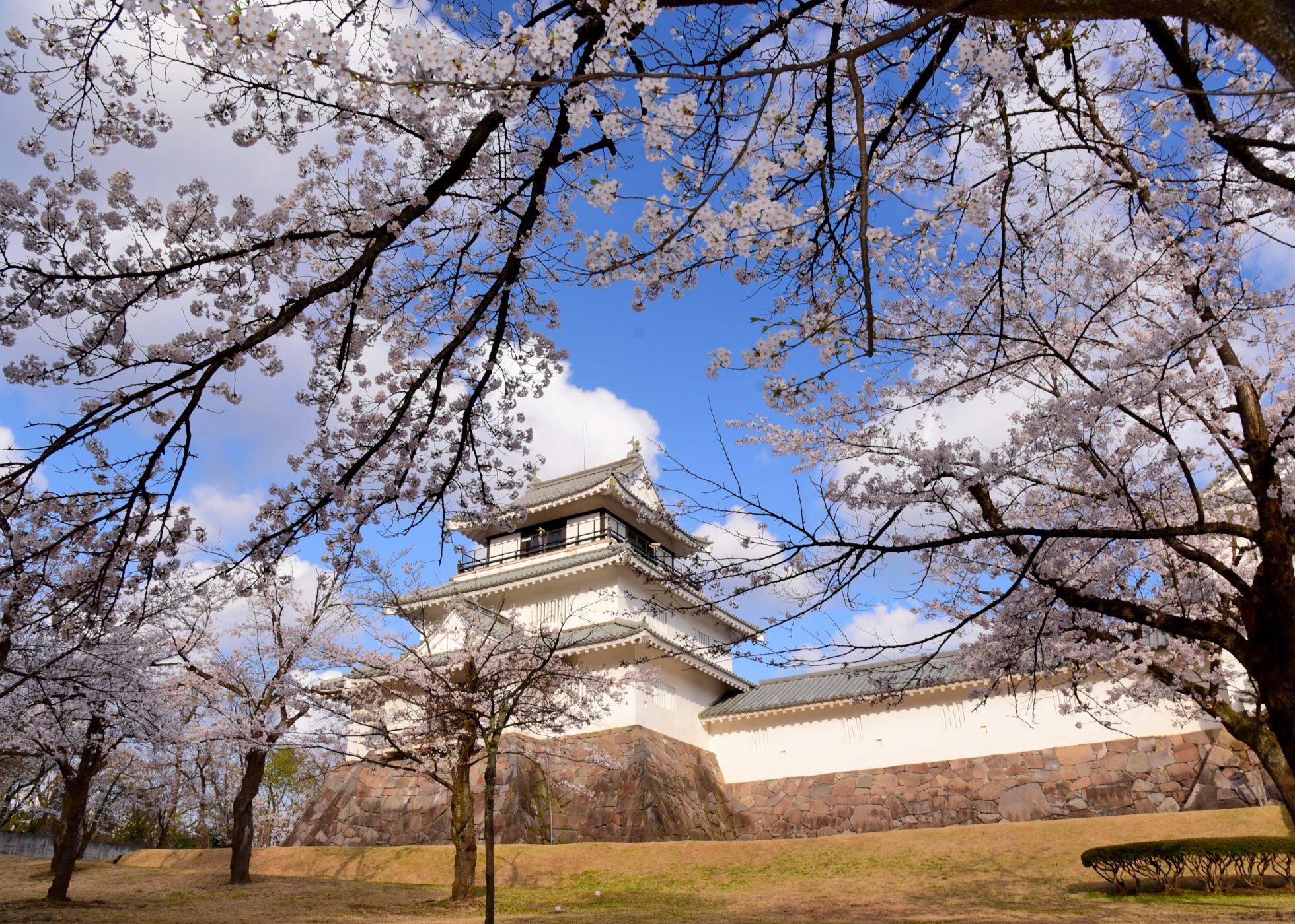 【悠久山桜まつり】　4月3日（金）～5月6日(水・祝)まで開催！