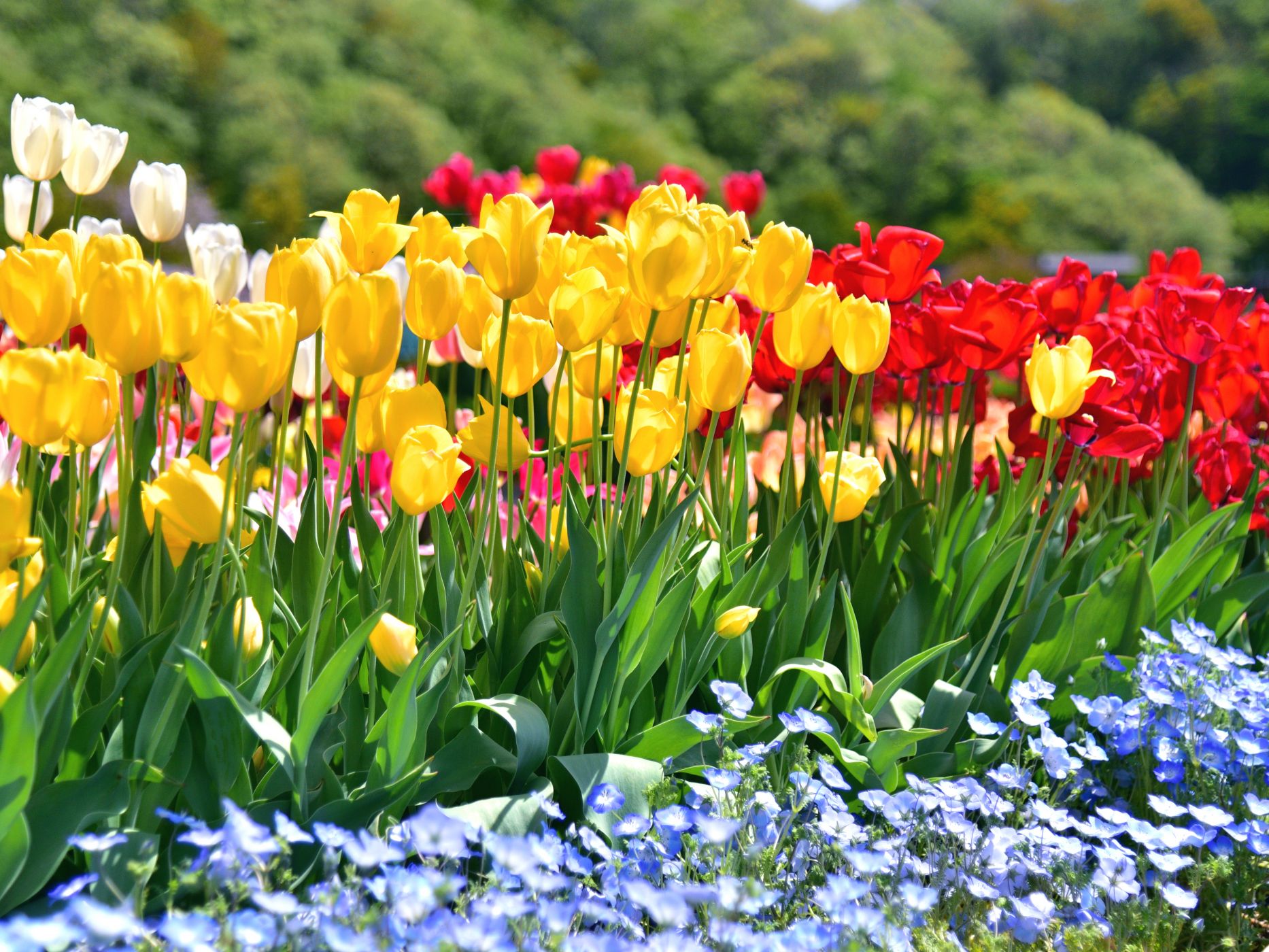 【国営越後丘陵公園】「チューリップまつり」4月18日(土)～5月6日(水)開催！