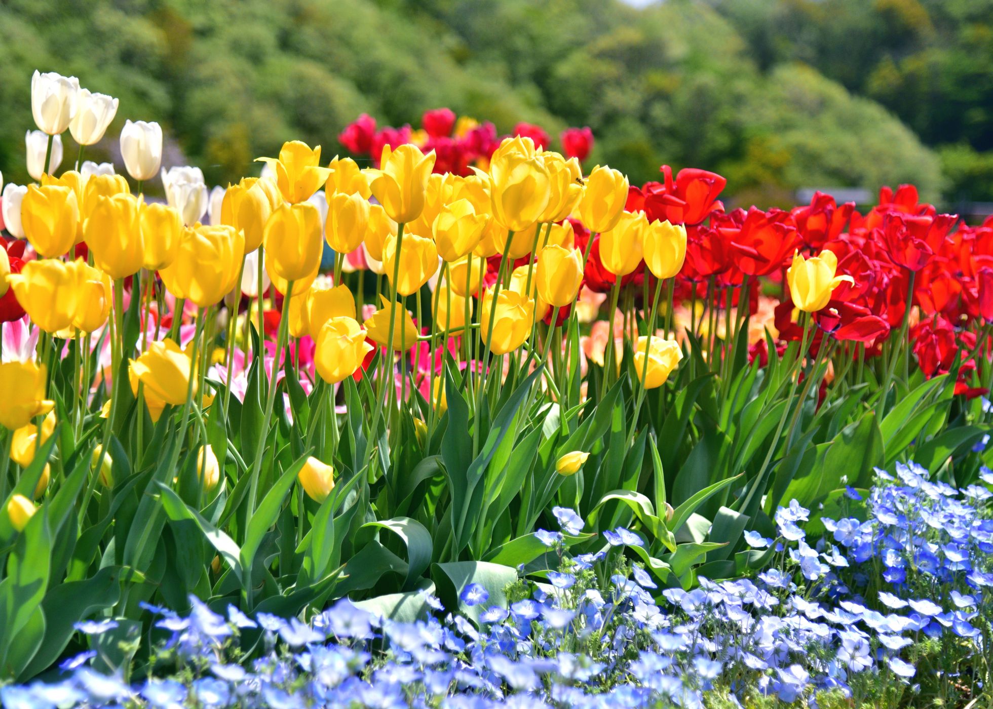 【国営越後丘陵公園】「チューリップまつり」4月18日(土)～5月6日(水)開催！