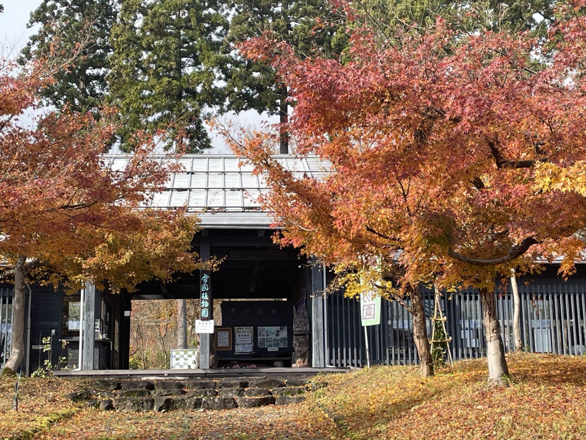 【雪国植物園】“もみじの季節(11/17～11/30)”無料開園します！