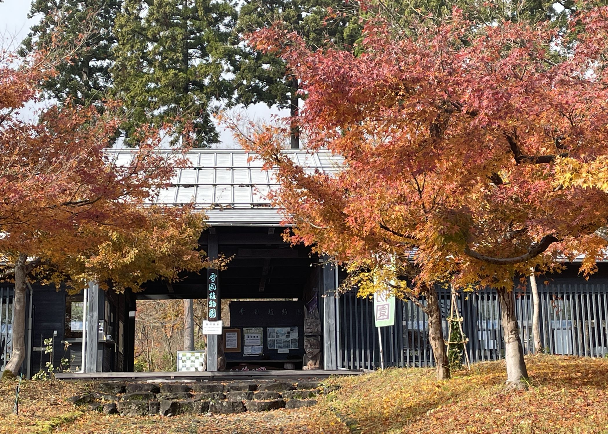 【雪国植物園】“もみじの季節(11/17～11/30)”無料開園します！