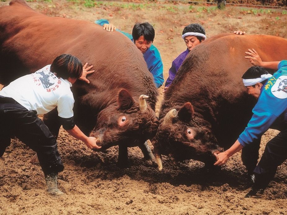 【山古志】「牛の角突き」