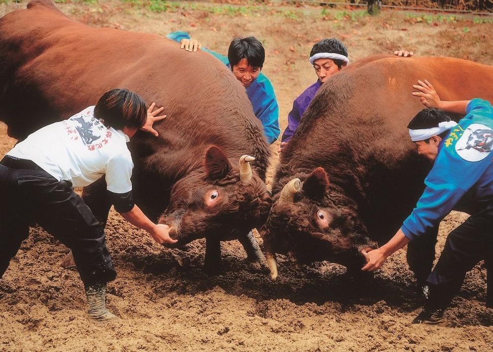 【山古志】「牛の角突き」