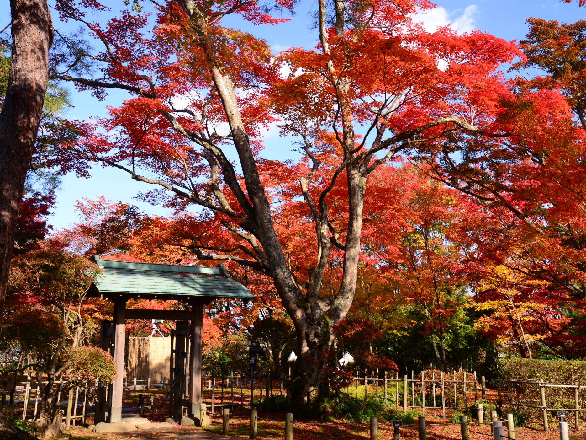 【越路】「越路もみじまつり」夕暮れ時からライトアップ中！11月24日まで！
