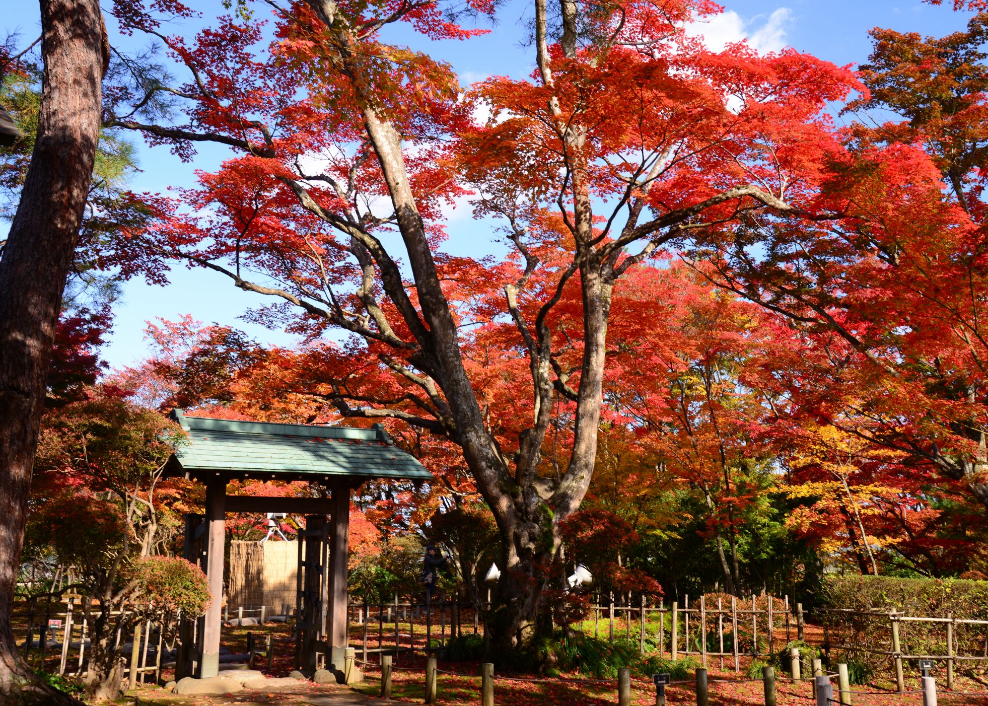 【越路】「越路もみじまつり」夕暮れ時からライトアップ中！11月24日まで！
