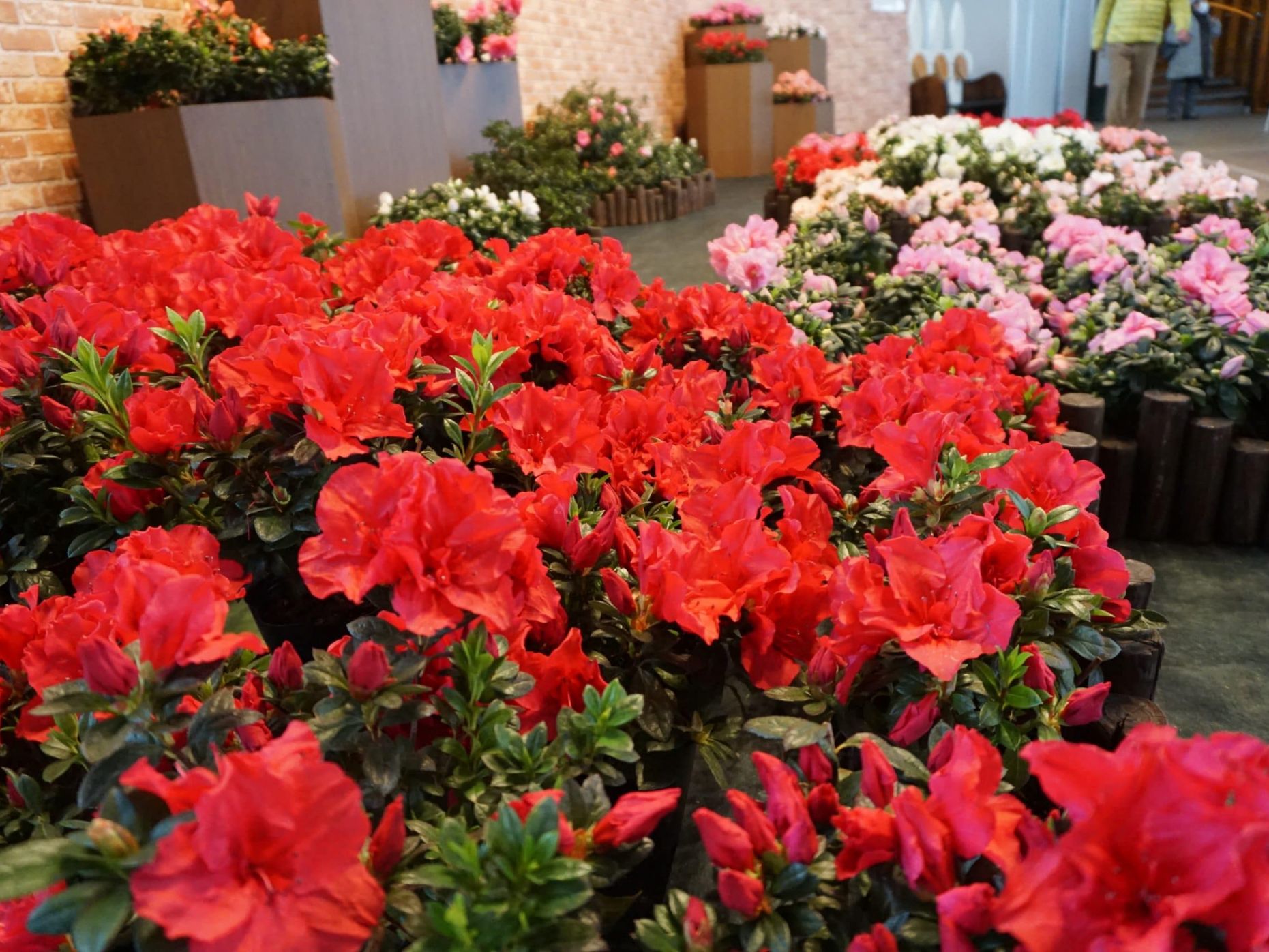 【国営越後丘陵公園】早春花めぐりスタンプラリー　1月17日（土）～4月12日（日)まで開催中！