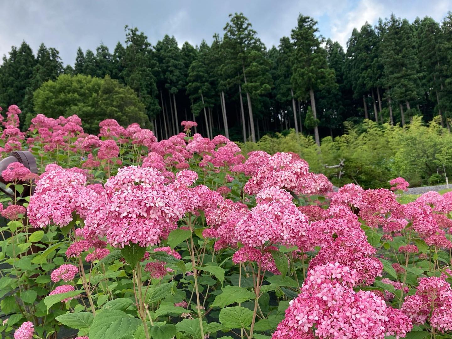 【国営越後丘陵公園】「あじさいまつり」6月14日（土）～7月6日（日）開催！