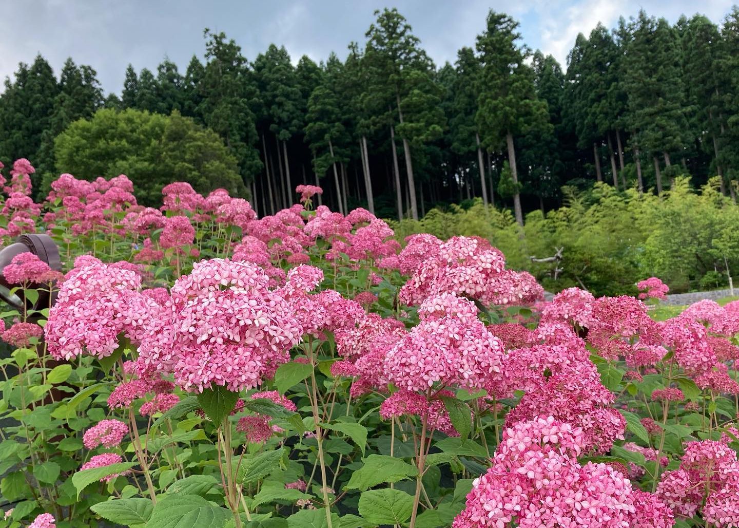【国営越後丘陵公園】「あじさいまつり」6月14日（土）～7月6日（日）開催！