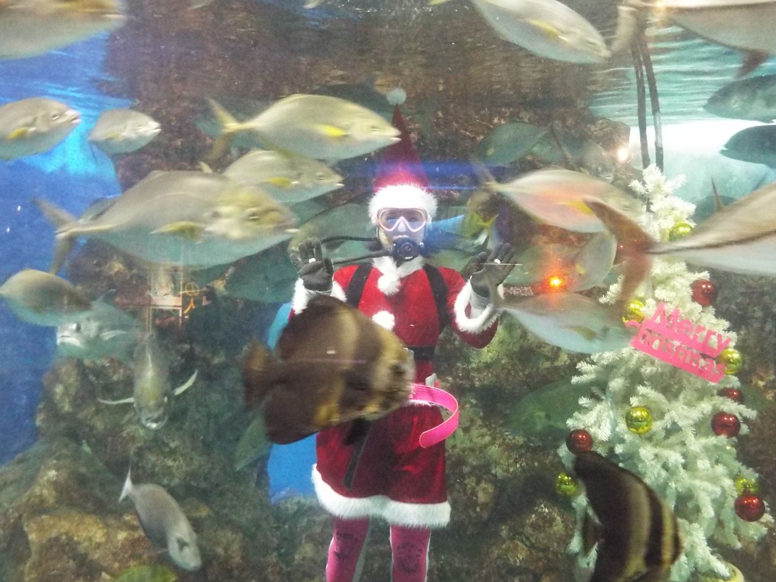 【寺泊水族館】期間限定でサンタダイバーが登場しています！ ※12月25日まで
