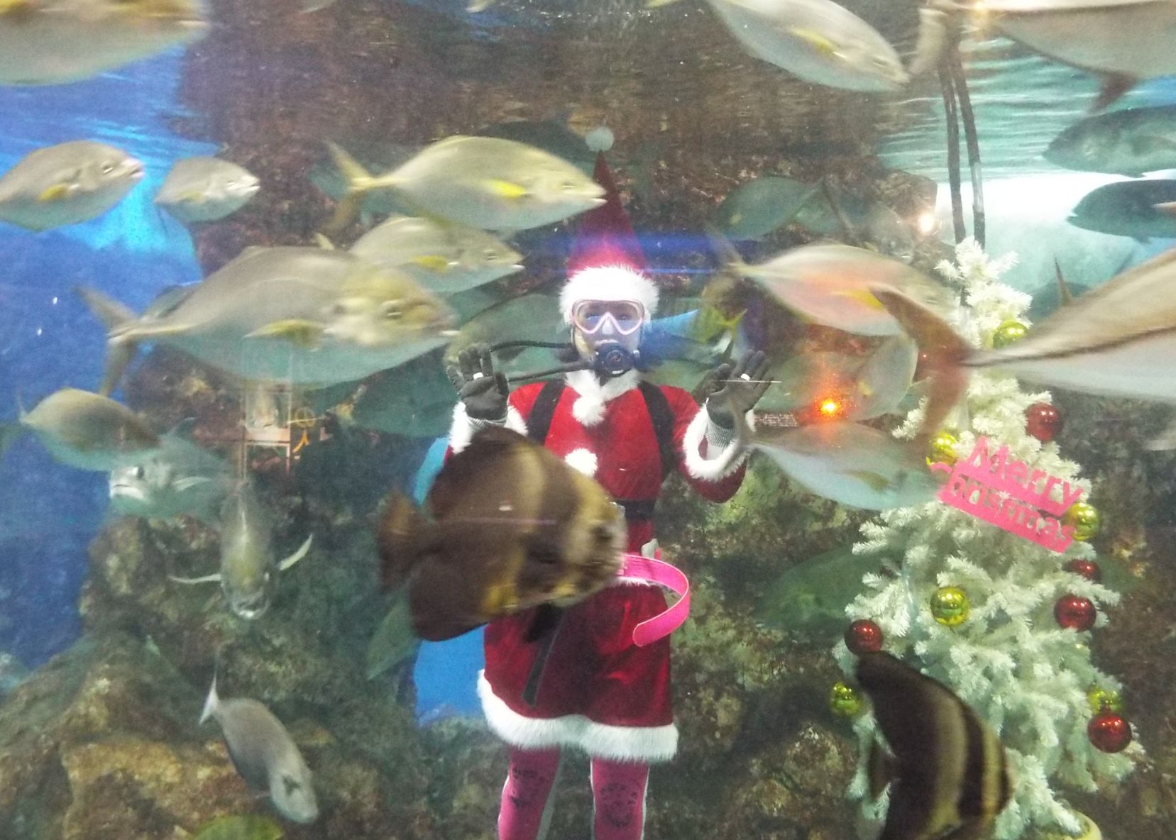 【寺泊水族館】期間限定でサンタダイバーが登場しています！ ※12月25日まで
