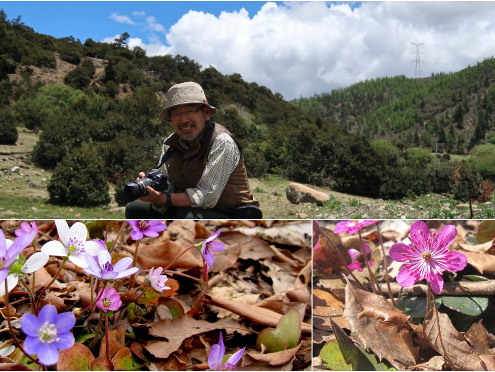 【国営越後丘陵公園】岩渕公一　雪割草講演会3月14日（土）開催！
