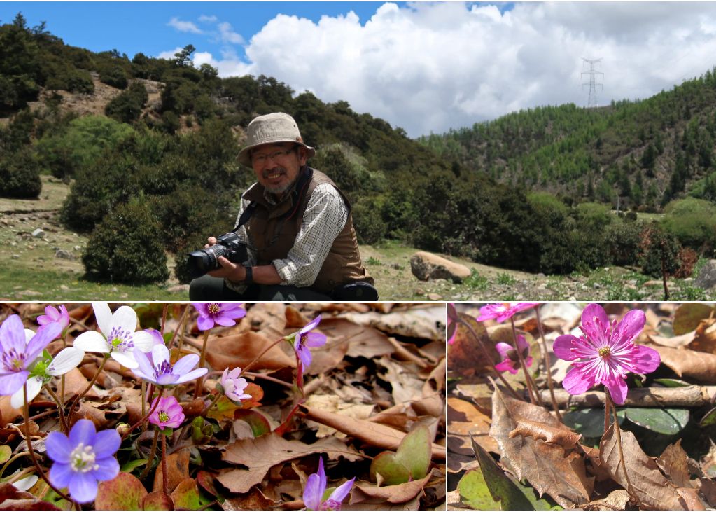 【国営越後丘陵公園】岩渕公一　雪割草講演会3月14日（土）開催！