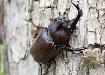 【雪国植物園】「カブトムシの飼い方教室」7月21日(月・祝)開催！