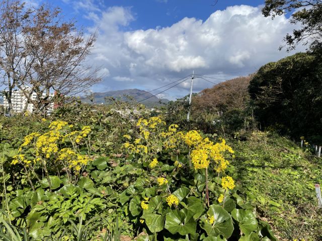 寺泊つわぶき祭