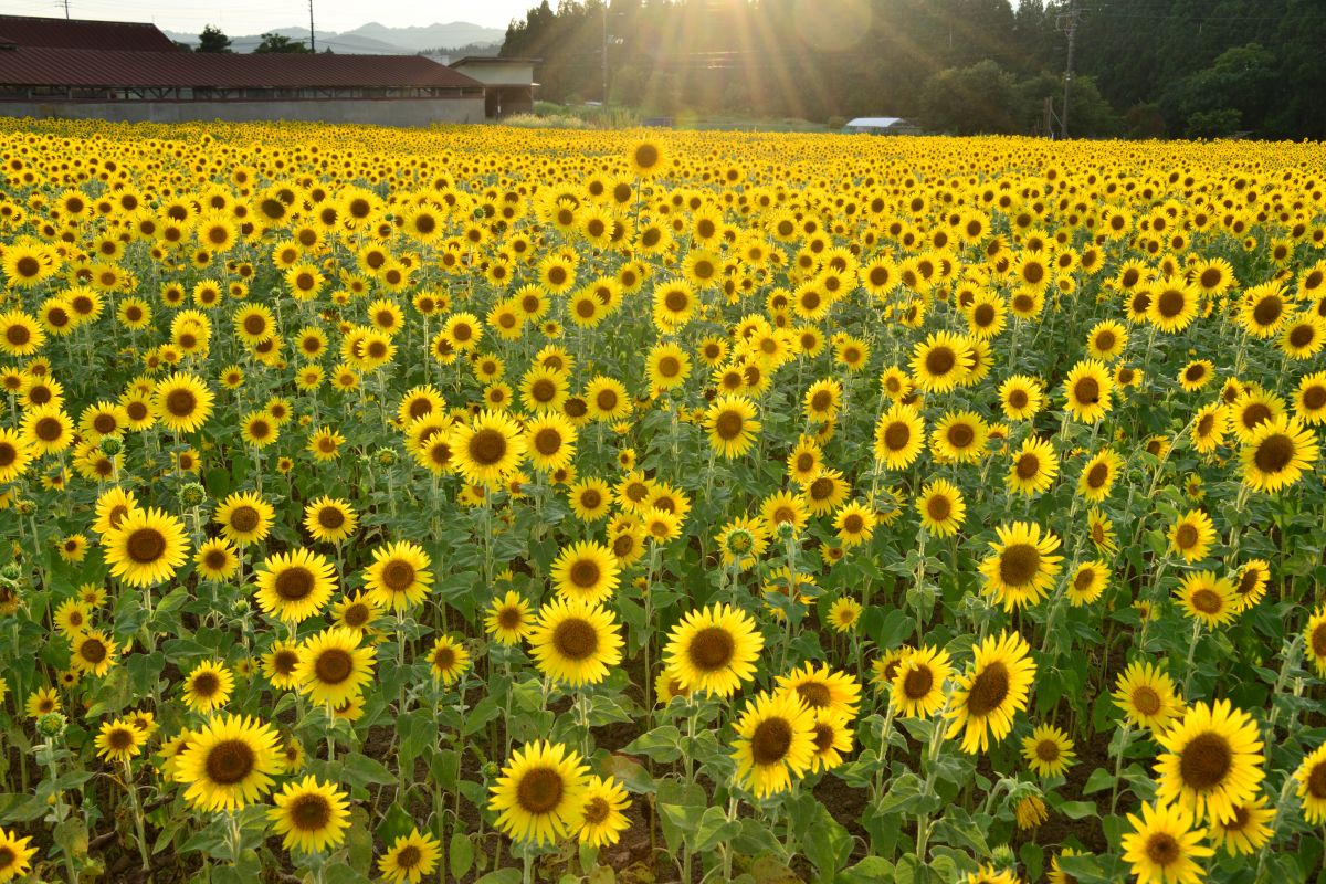 夏に出逢える花のご紹介