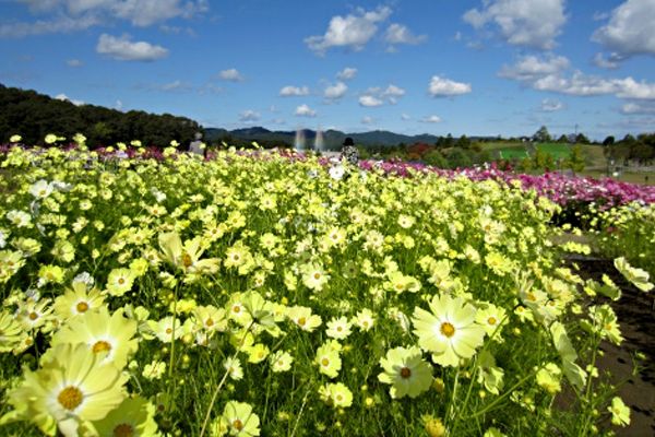 秋のおでかけはここで決まり！長岡で楽しめる花スポット