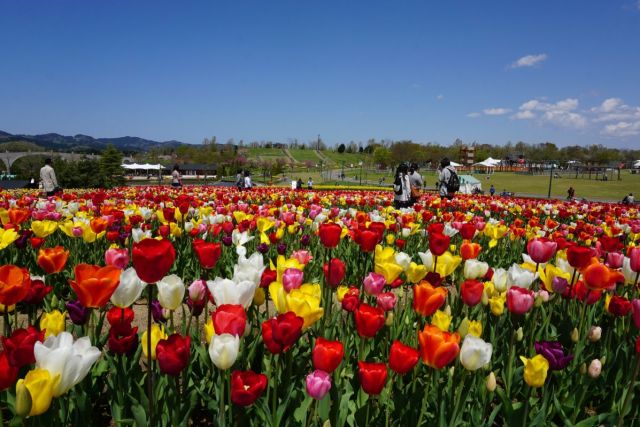 Echigo Hillside Park