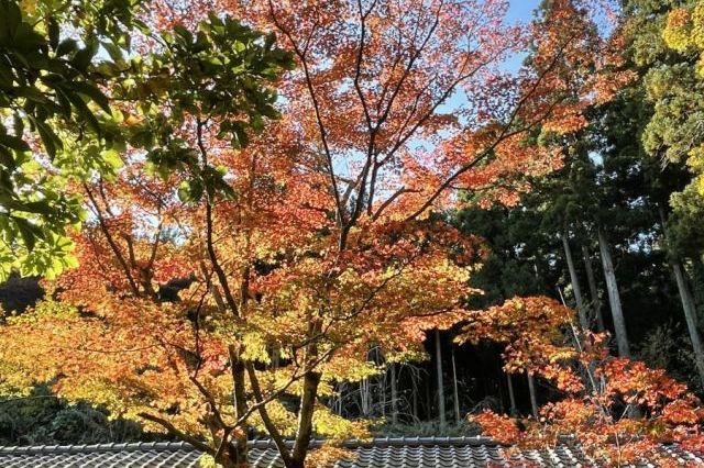 日蓮宗本山村田 法王山 妙法寺