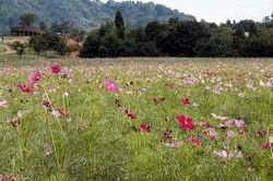 ふれあい農業公園(花と緑の広場）