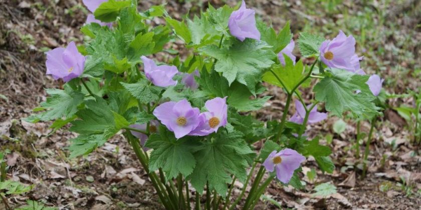 Queen of wild grass, Glaucidium palmatum