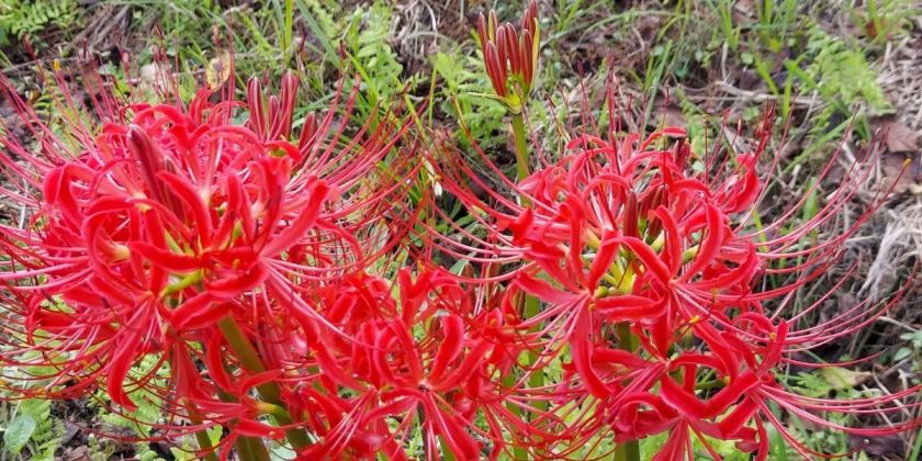 雪国植物園ヒガンバナ