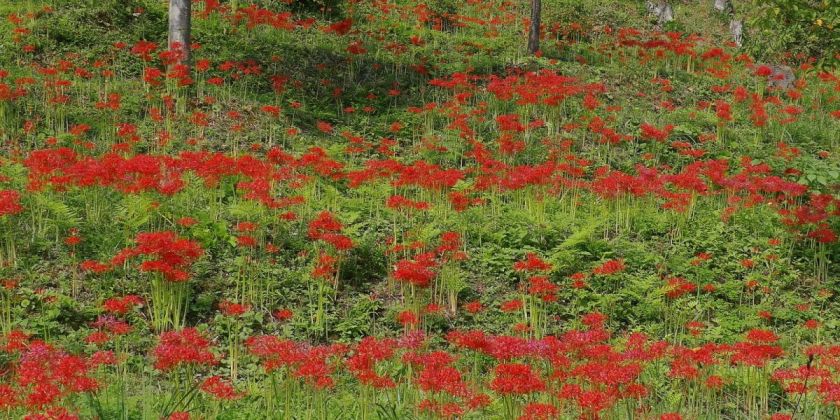 雪国植物園ヒガンバナ