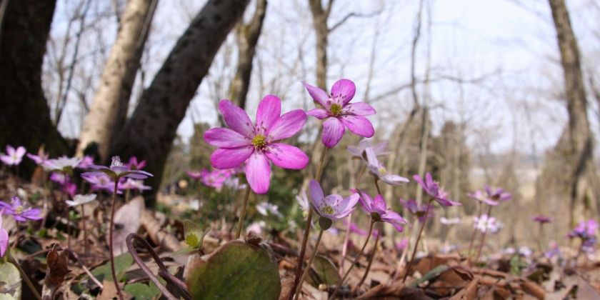 春の妖精雪割草に心癒される旅 旅の特集 公式 長岡観光ナビ 新潟県長岡市の観光 旅行サイト